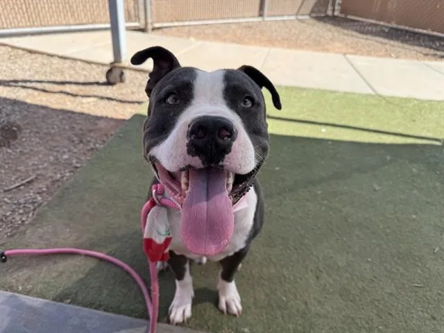 An adult large-sized male Pit Bull Terrier dog named Maxo for adoption in Phoenix, AZ