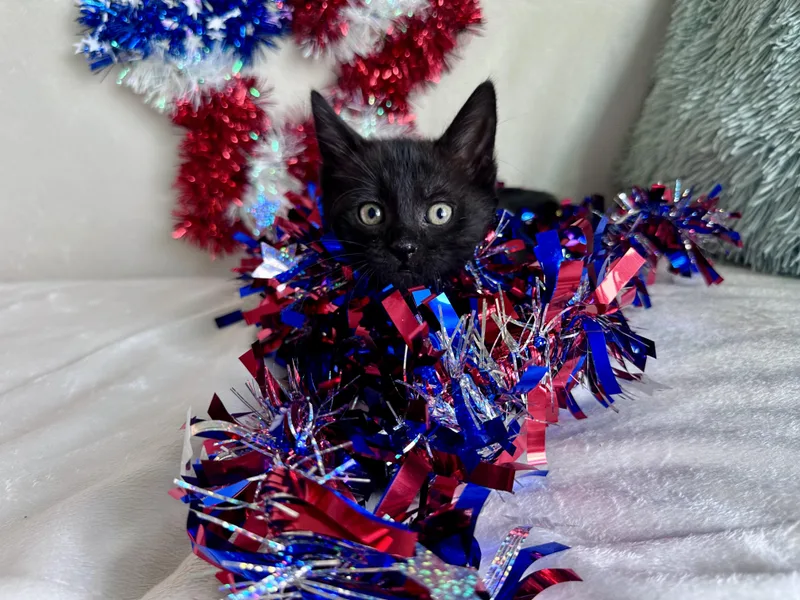 A baby medium-sized male Black Domestic Short Hair cat named Major Meow for adoption in Bryan, TX