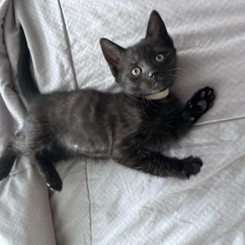Major Meow thumbnail 2