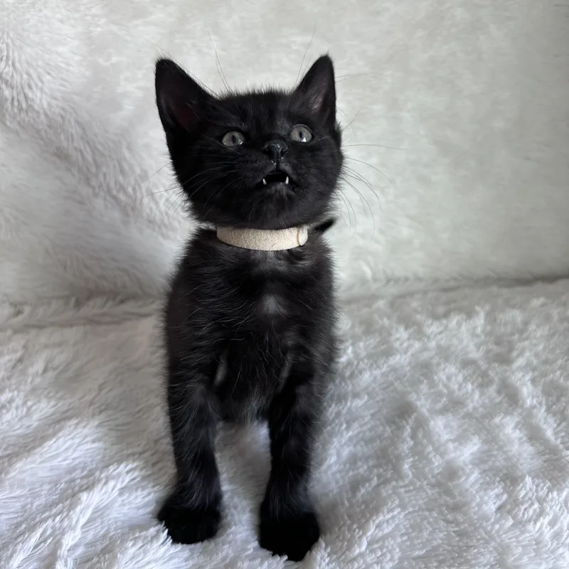 Major Meow thumbnail 3