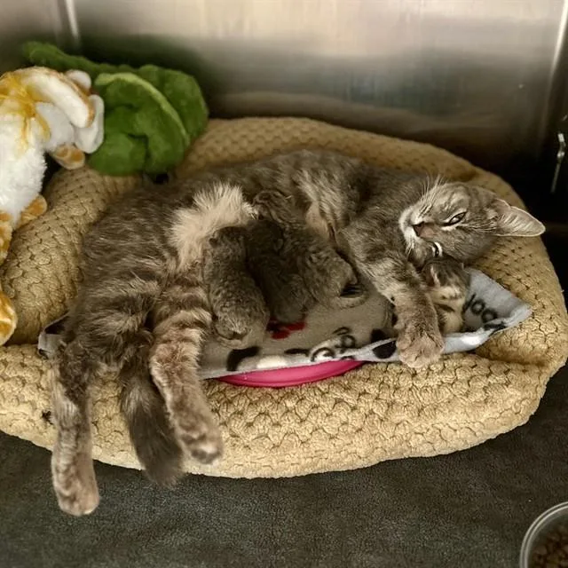 A young small-sized female Domestic Short Hair cat named Sadie for adoption in Riverside, CA