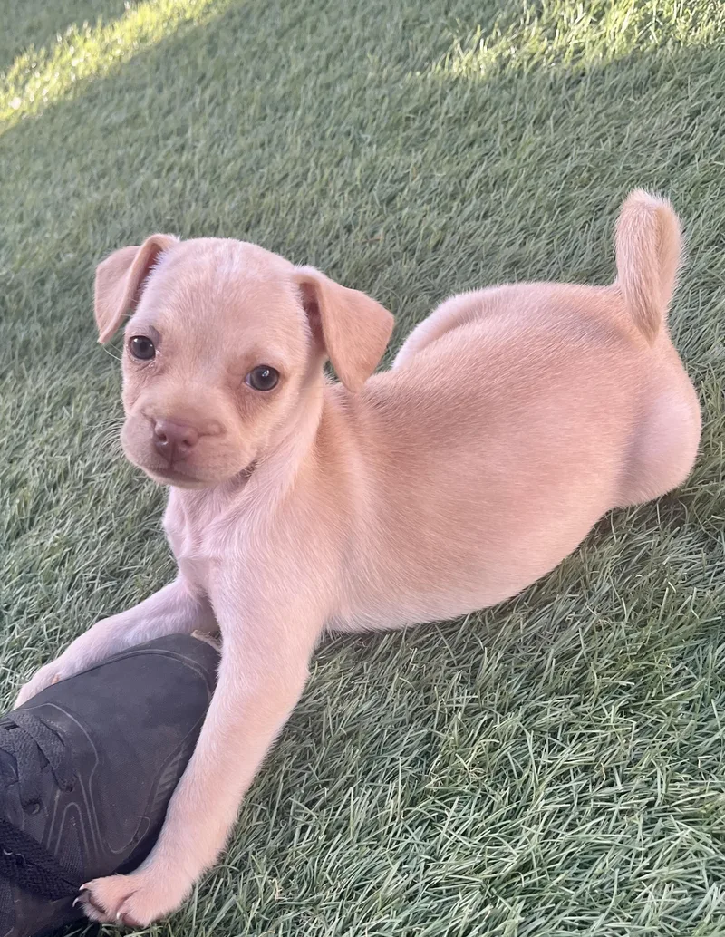 A baby small-sized female Terrier dog named Molly for adoption in El Cajon, CA