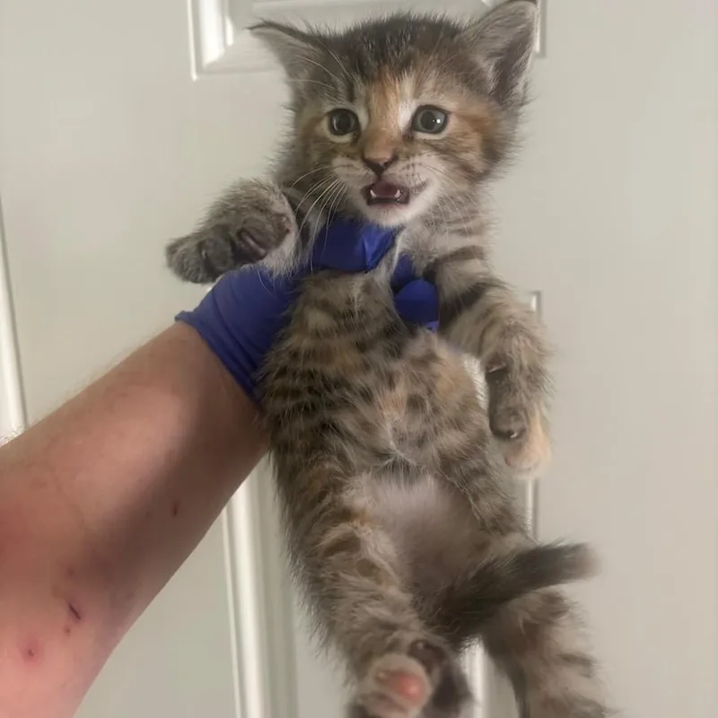 A baby small-sized female Calico Domestic Short Hair cat named Green for adoption in Orangevale, CA