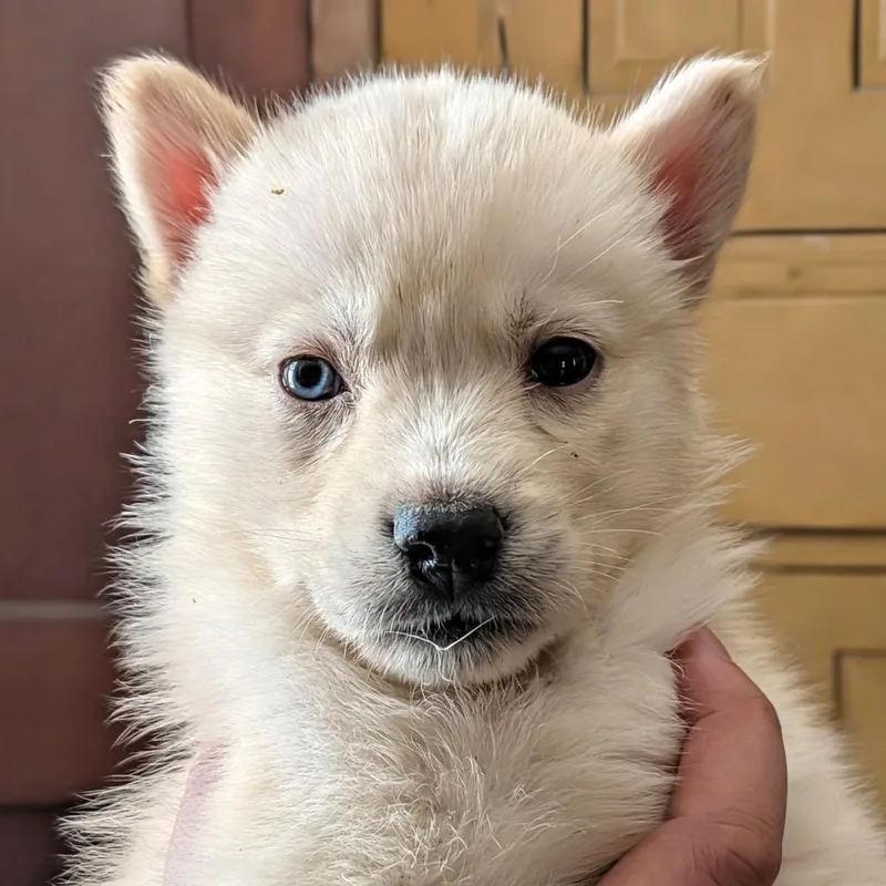 A baby medium-sized female White / Cream Husky dog named Delta for adoption in Uniontown, PA