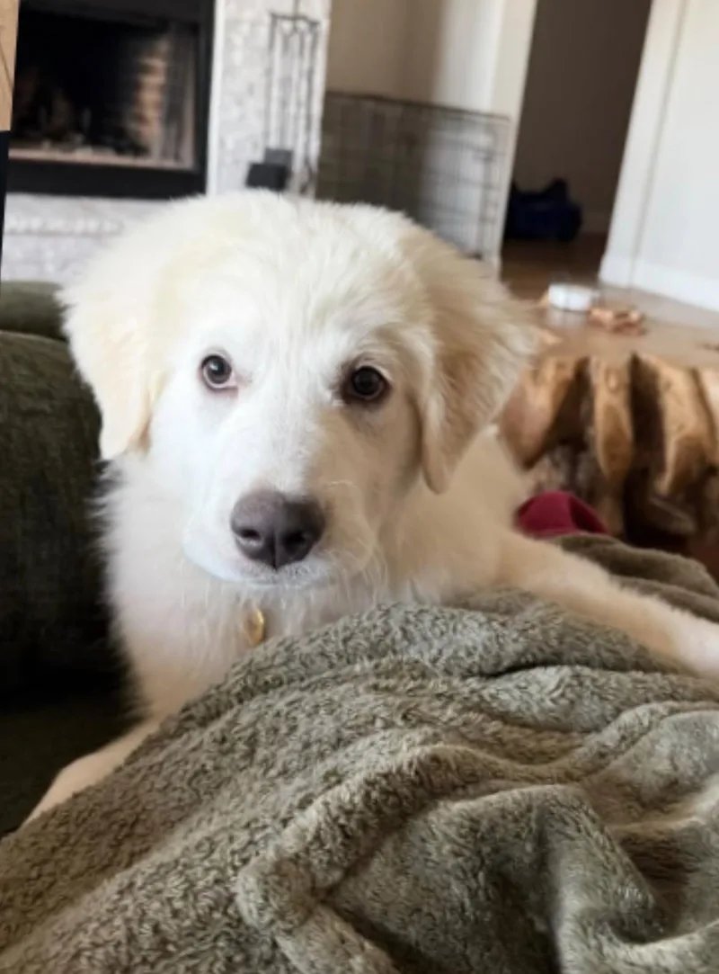 A baby large-sized female Great Pyrenees dog named Xena DFW for adoption in Quinlan, TX