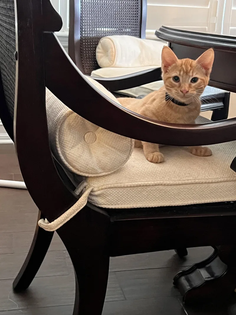 A baby medium-sized male Orange / Red Domestic Short Hair cat named Bruce .. for adoption in Apopka, FL