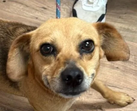 A young small-sized female Yellow / Tan / Blond / Fawn Feist dog named Kacey for adoption in Bartlett, IL