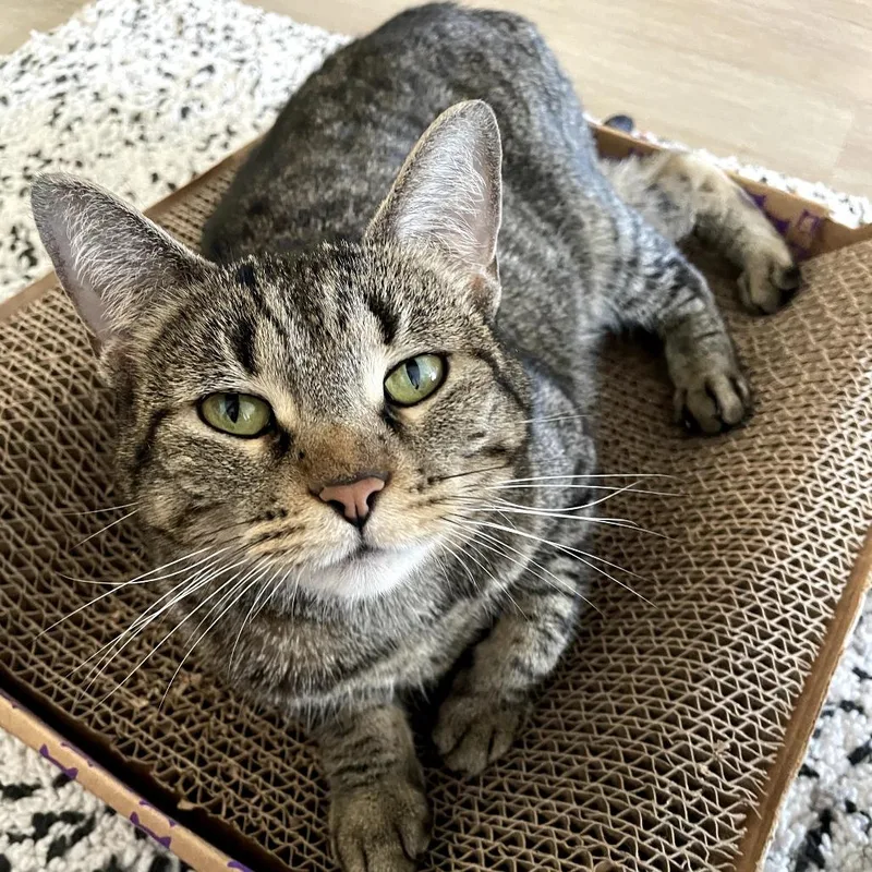 An adult medium-sized female Brown / Chocolate Domestic Short Hair cat named Estella for adoption in Chicago, IL