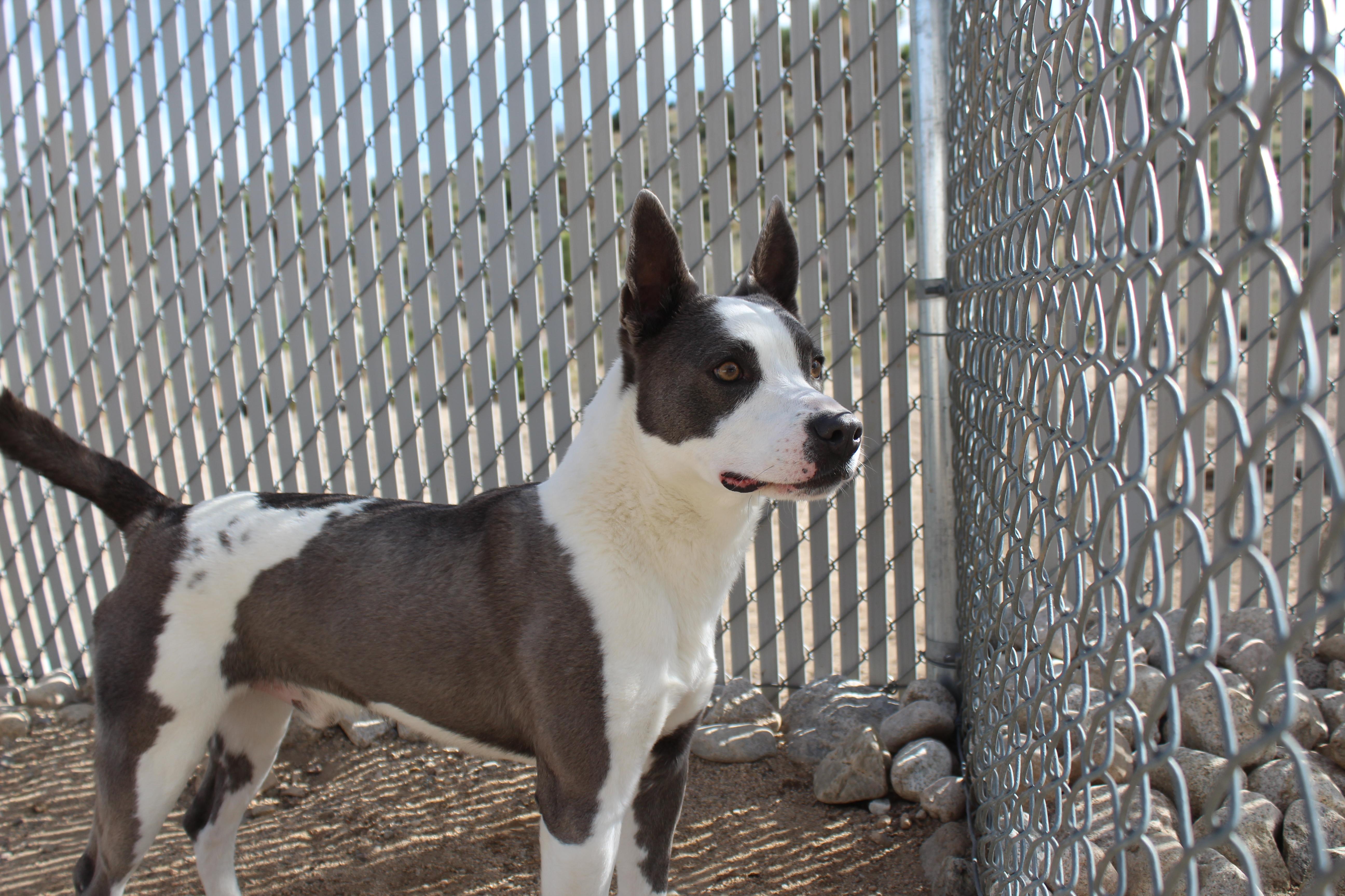 Dudley thumbnail 2