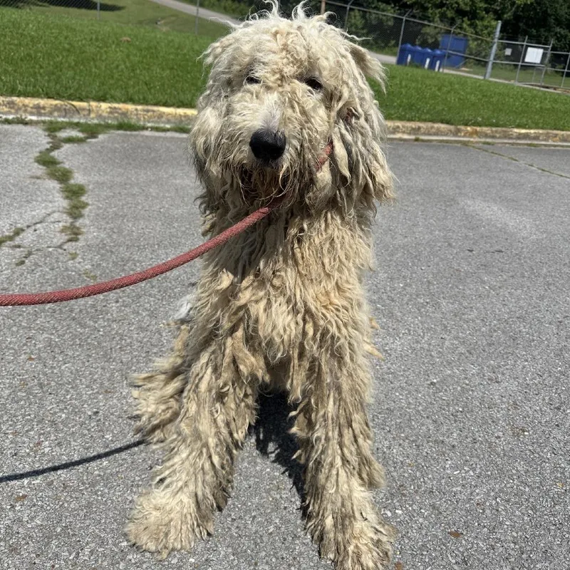 Max