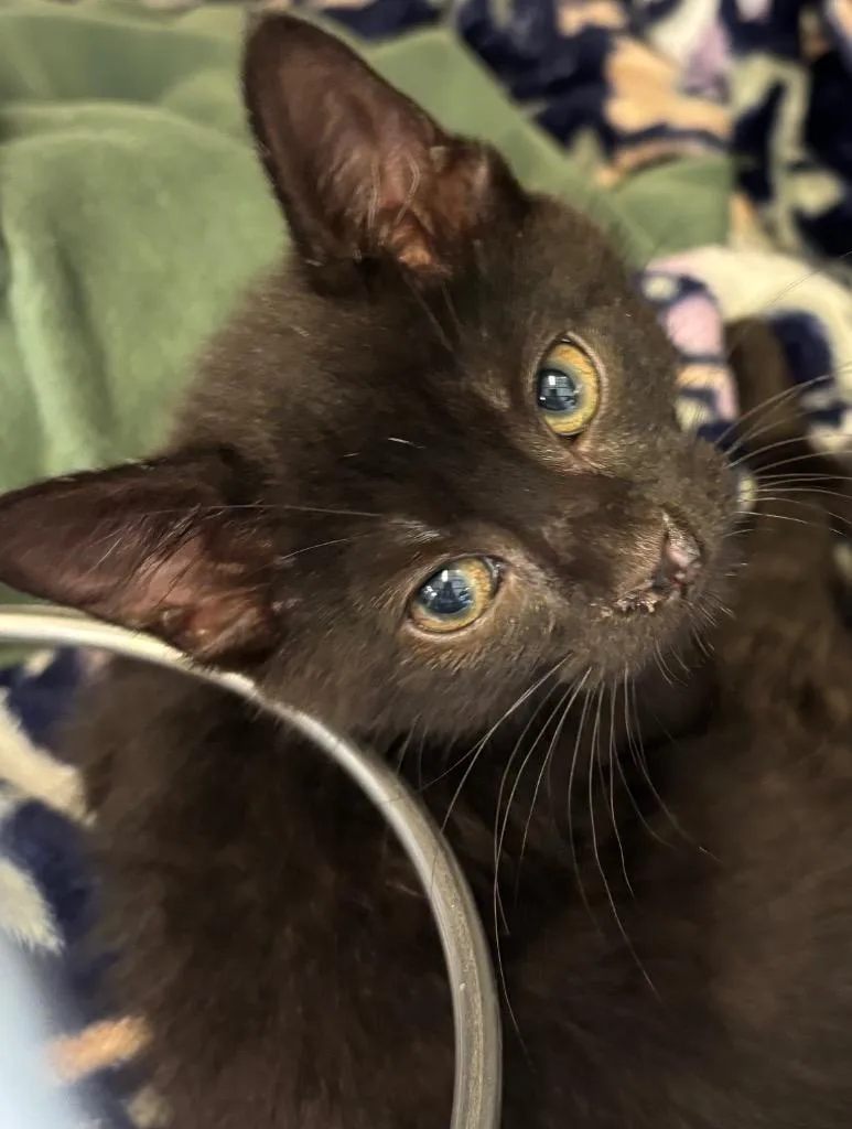 Meeko
