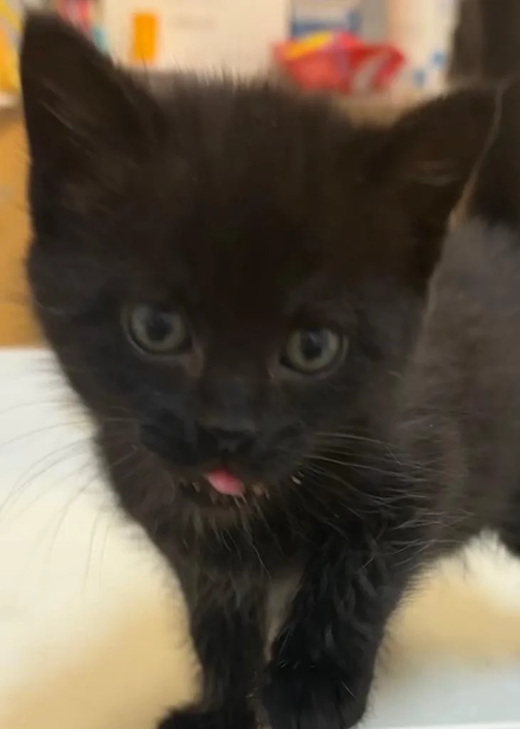 Meeko thumbnail 2
