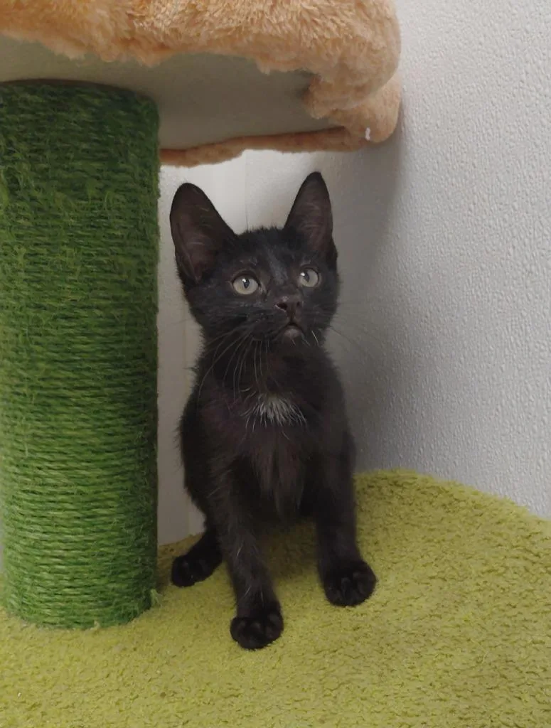 A baby small-sized female Domestic Short Hair cat named Delia for adoption in Corpus Christi, TX