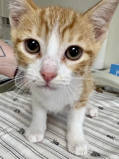 A baby small-sized male Domestic Short Hair cat named Caramelizer for adoption in San Antonio, TX