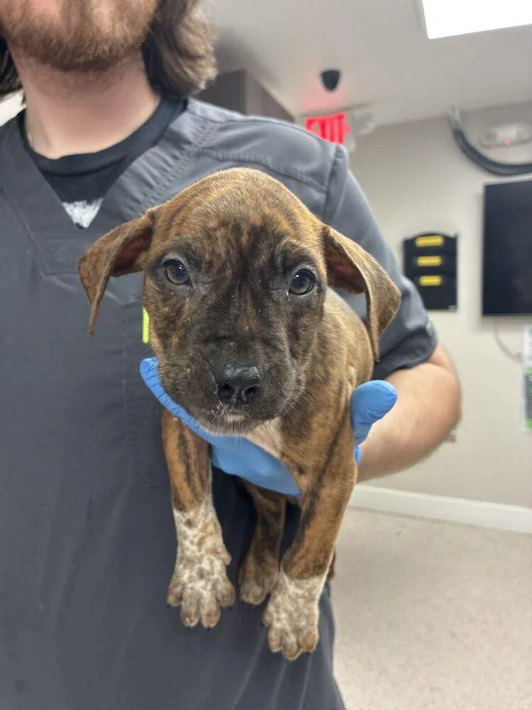 A baby small-sized male Boxer dog named Leclerc for adoption in Marietta, GA