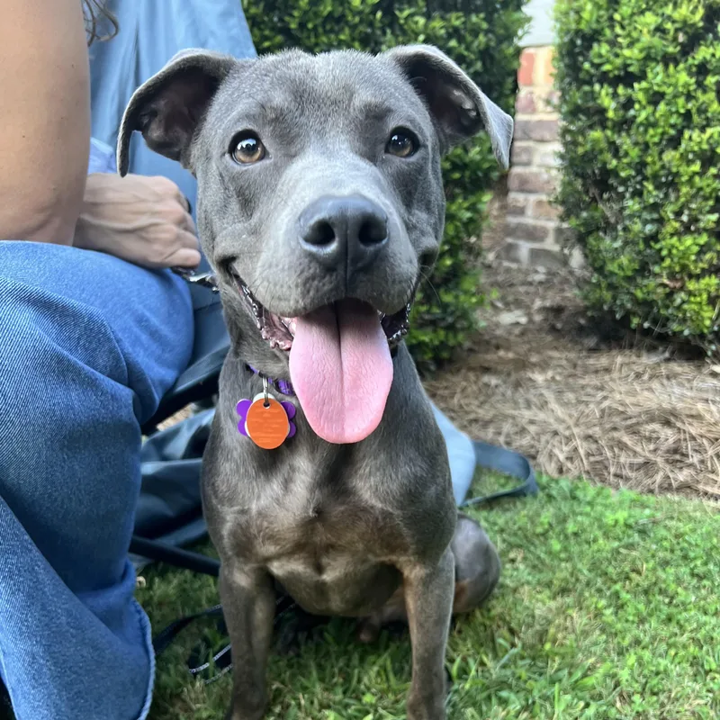 Raylan