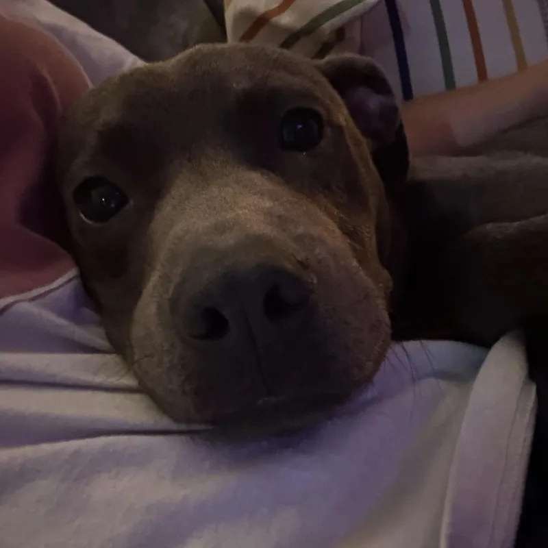 Raylan thumbnail 3