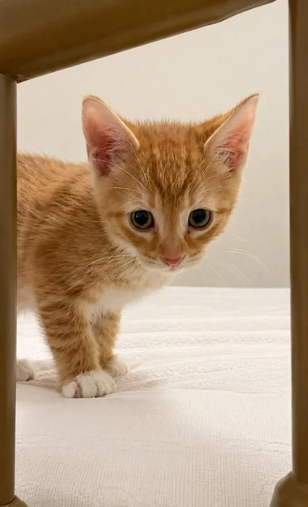 A baby small-sized male Domestic Short Hair cat named Puss In Boots for adoption in Sebastian, FL