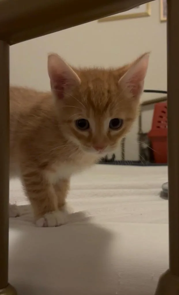 Puss In Boots thumbnail 2