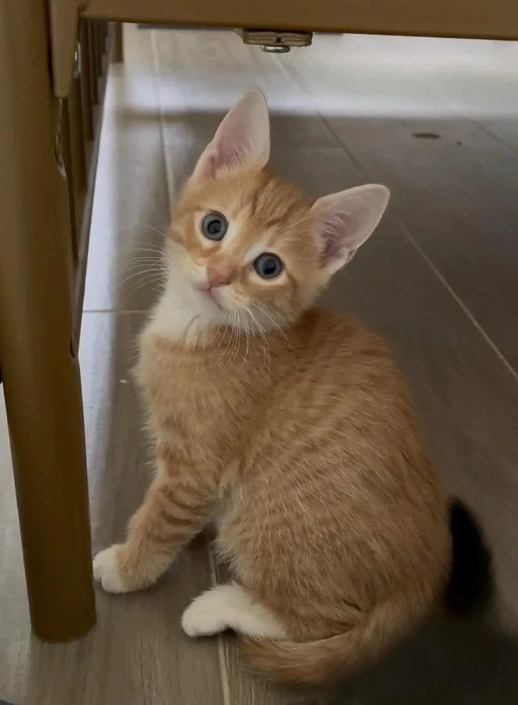 Puss In Boots thumbnail 4