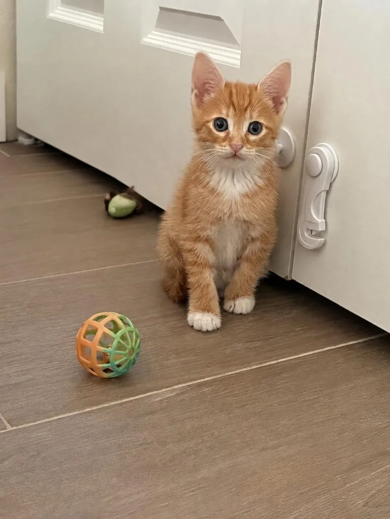 Puss In Boots thumbnail 5