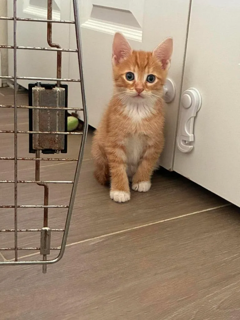 Puss In Boots thumbnail 6