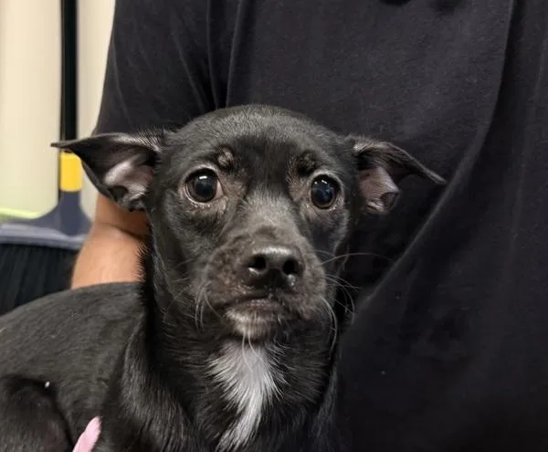 A baby small-sized male Chihuahua dog named Orbit for adoption in El Cajon, CA