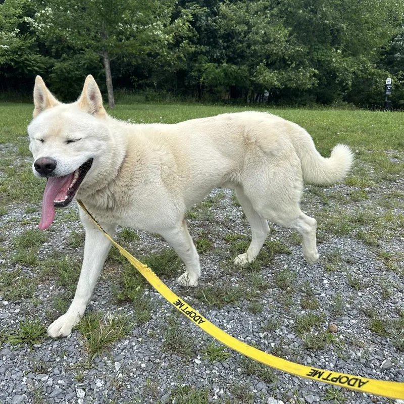 An adult medium-sized male White / Cream Akita dog named Atlas for adoption in Harrisonburg, VA