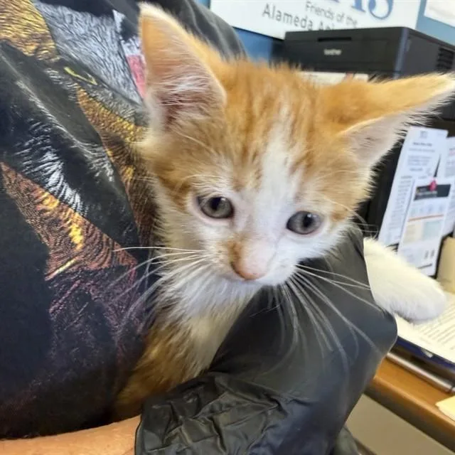 A baby small-sized male Domestic Short Hair cat named Muenster for adoption in Alameda, CA