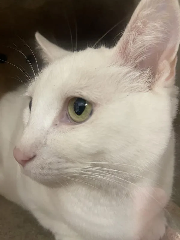 An adult medium-sized female Domestic Short Hair cat named Halo for adoption in Escondido, CA