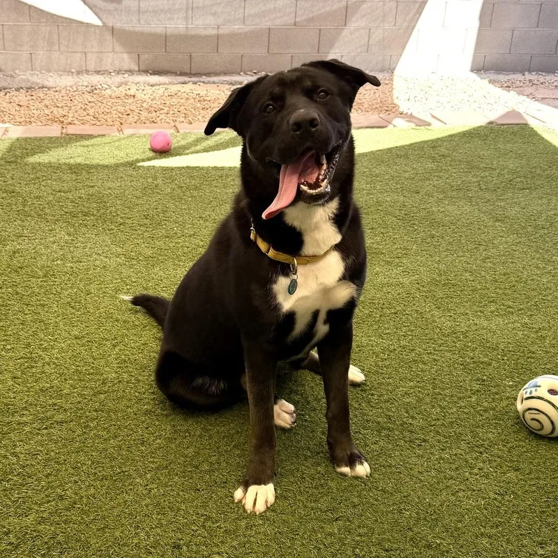 A young large-sized male Tricolor (Brown, Black, & White) Labrador Retriever dog named Zeek for adoption in Hurricane, UT