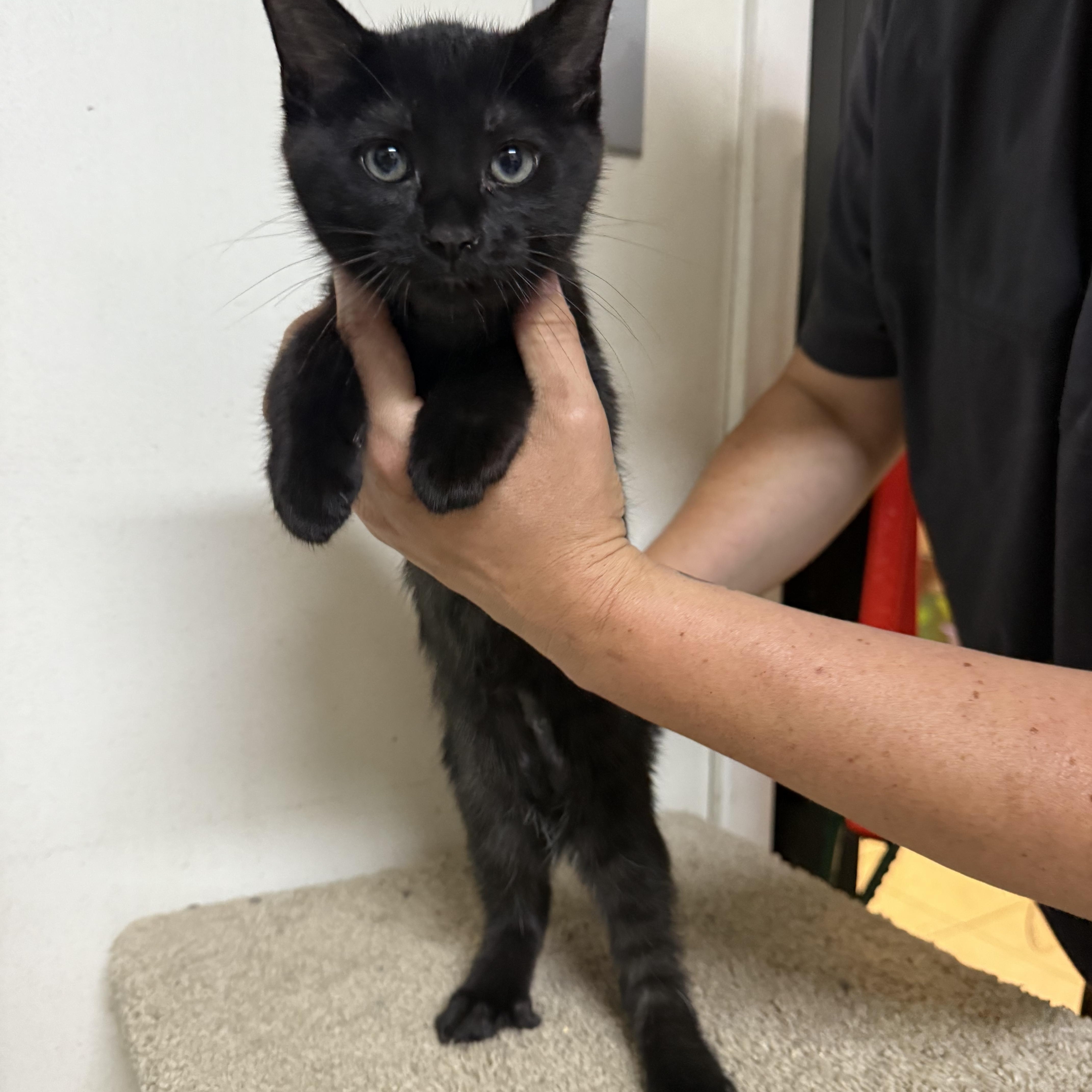 A baby small-sized male Black Domestic Short Hair cat named Jack for adoption in Hendersonville, TN