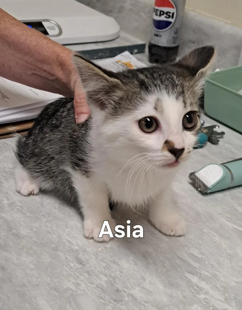 Asia