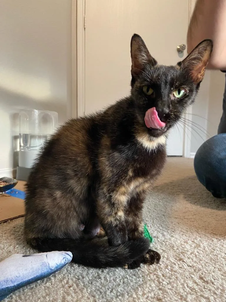 Tortellini thumbnail 2