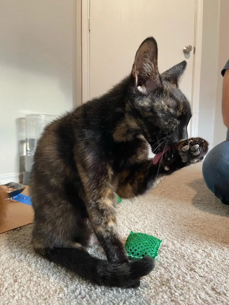 Tortellini thumbnail 3