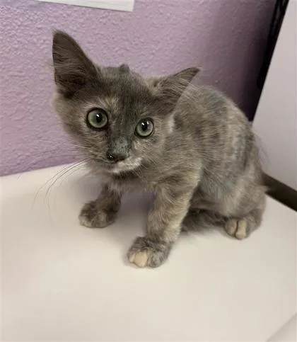 A baby small-sized female Gray / Blue / Silver Domestic Short Hair cat named Luca for adoption in El Paso, TX