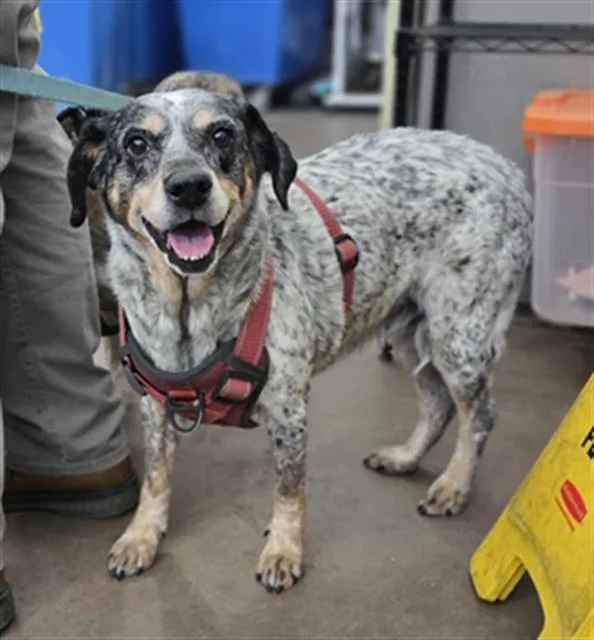 A senior medium-sized female Mixed Breed dog named Lucy for adoption in Dallas, TX