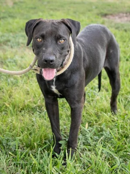 An adult medium-sized female Black Retriever dog named Harmony for adoption in La Grange, TX