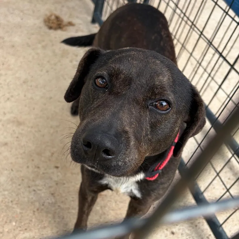 An adult medium-sized female Brindle Mixed Breed dog named Ember for adoption in Lake Jackson, TX