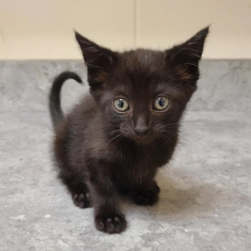 A baby medium-sized female Domestic Short Hair cat named Utah for adoption in Greeneville, TN
