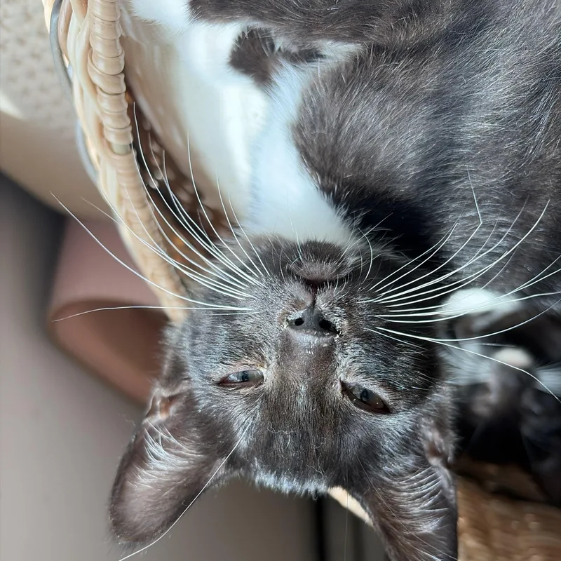 A baby medium-sized male Black & White / Tuxedo Tuxedo cat named Dove for adoption in Columbus, OH