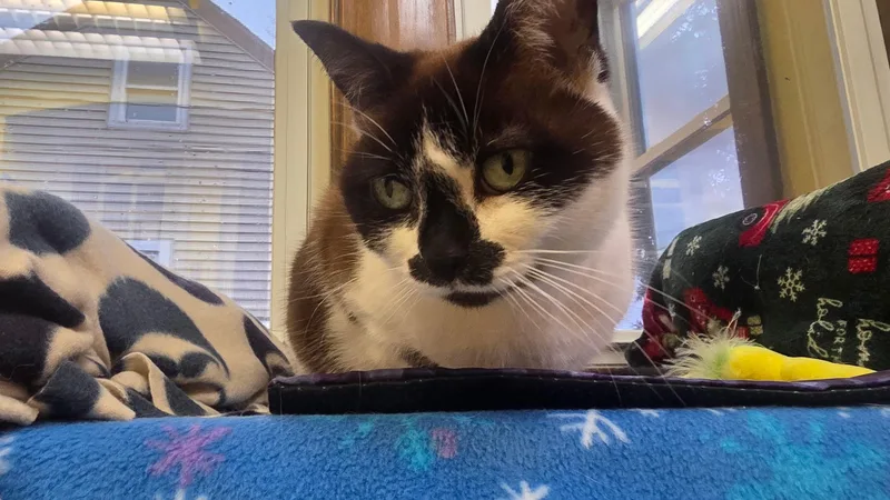 An adult medium-sized male Black Snowshoe cat named Thumbelina for adoption in Neenah, WI