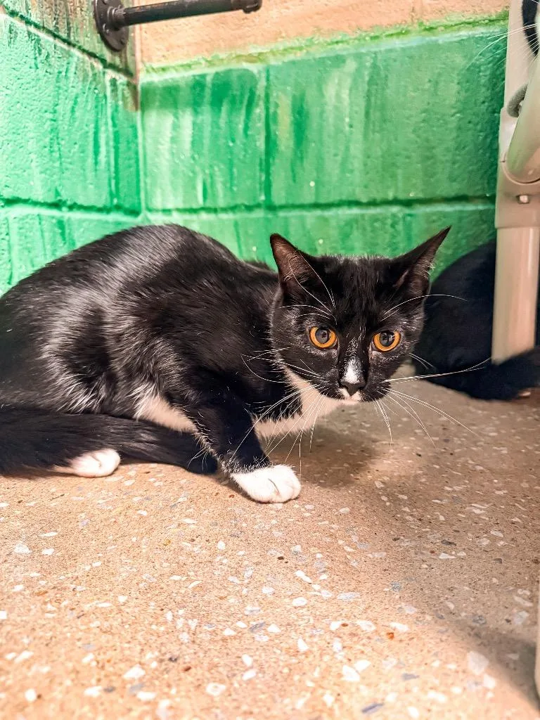 A young medium-sized female Domestic Short Hair cat named Dot for adoption in Burnsville, NC