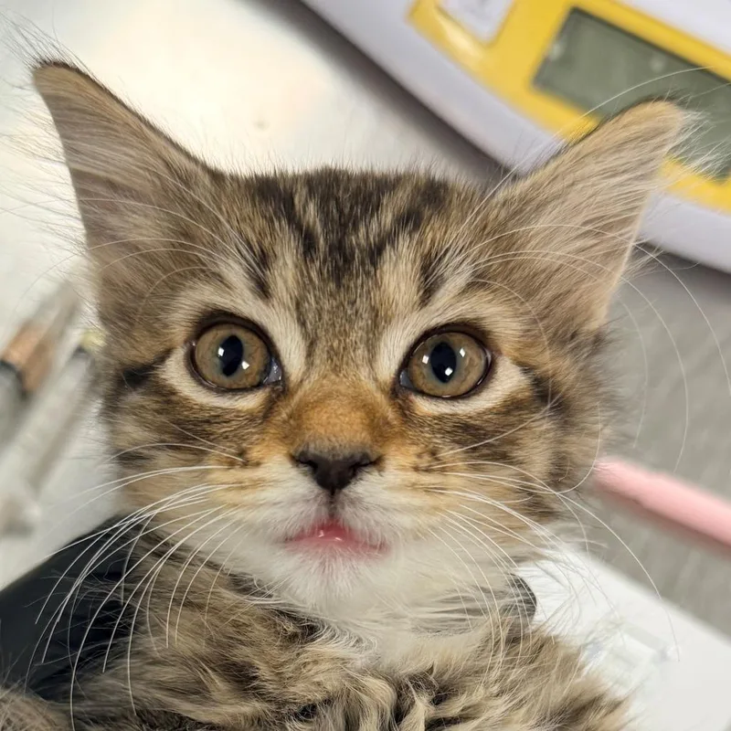 Tiny