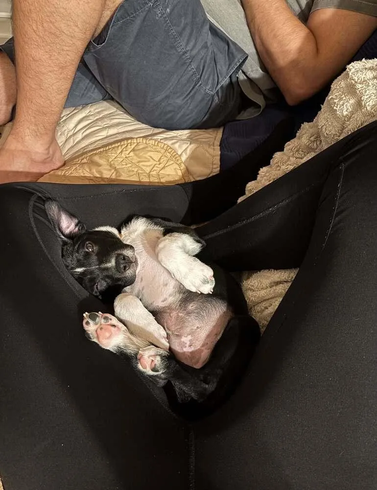 A baby medium-sized male Pit Bull Terrier dog named Germain for adoption in Valley Stream, NY