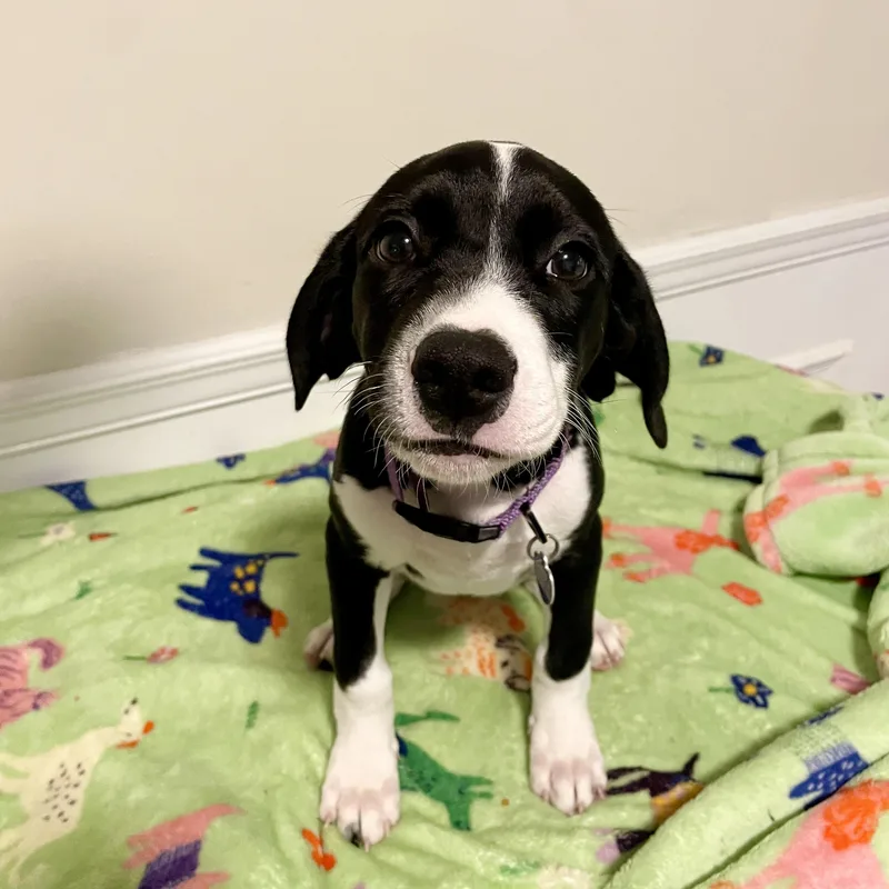 A baby medium-sized female Treeing Walker Coonhound dog named Susie for adoption in MADISON, AL