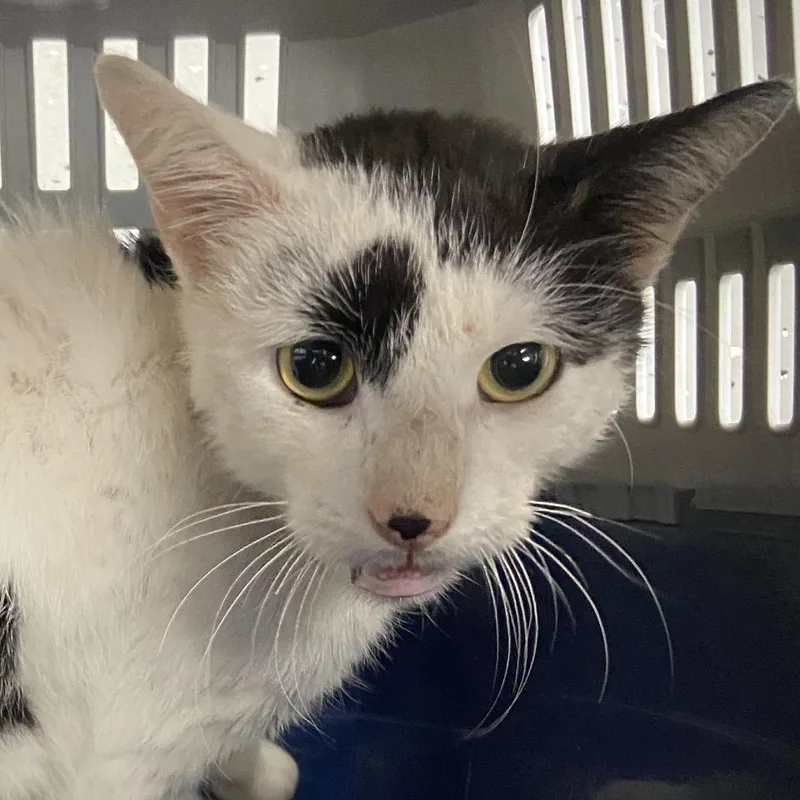 An adult medium-sized male White Domestic Short Hair cat named Knickknack for adoption in Allentown, PA