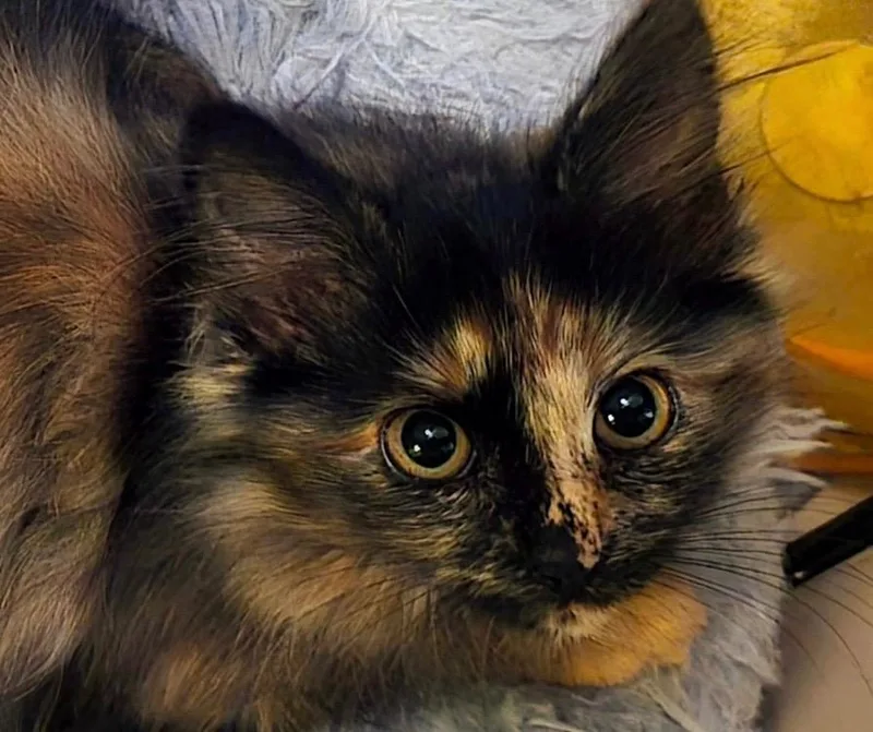 A baby small-sized female Domestic Long Hair cat named Ruby for adoption in Newaygo, MI