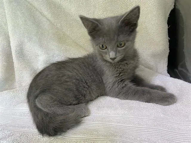 A baby small-sized female Domestic Short Hair cat named Guava for adoption in Baldwin Park, CA