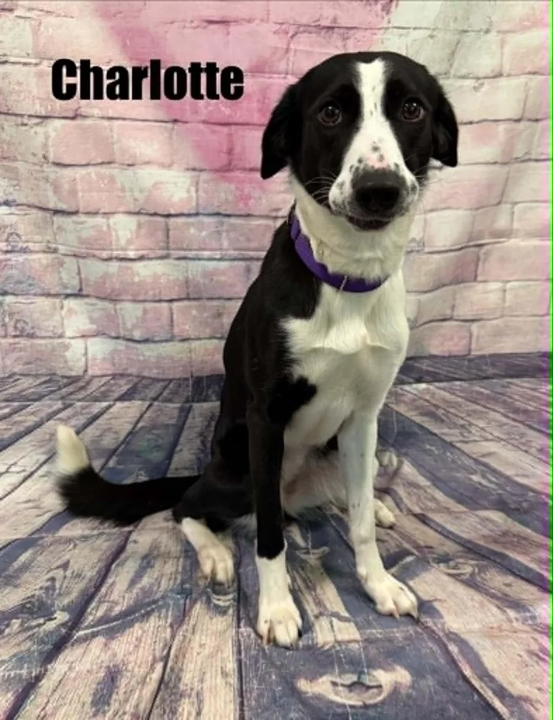 A young medium-sized female Black Australian Shepherd dog named Charlotte for adoption in Quincy, MI